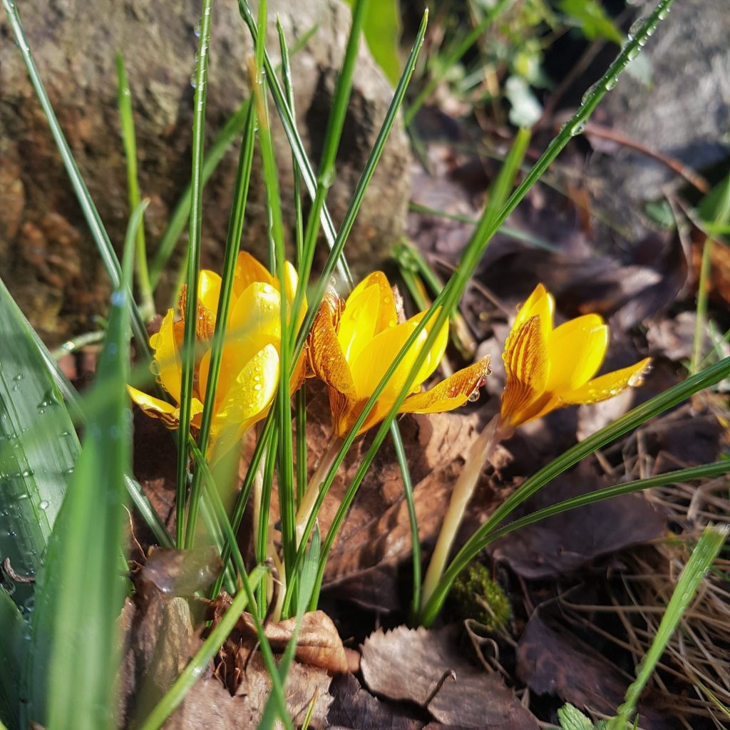 two yellow crocuses in the temple garden