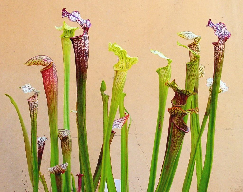 a pitcher plant with lots of "pitchers" long green stems opening into a jug type opening at the top, with red veins around the top