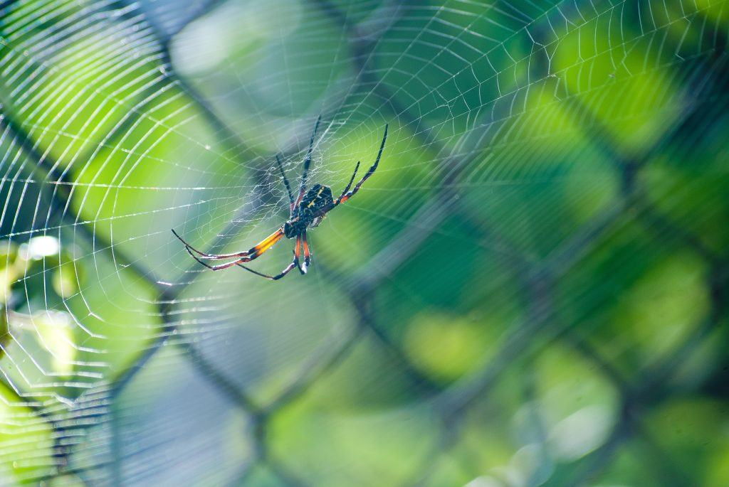 a long legged brown and black sider in a big web. Behind the web is a chainlink fence, and behind that green foliage.